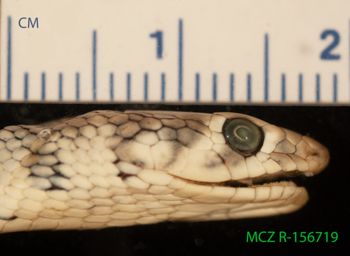 Media type: image;   Herpetology R-156719 Description: Specimen photo;  Aspect: head lateral right